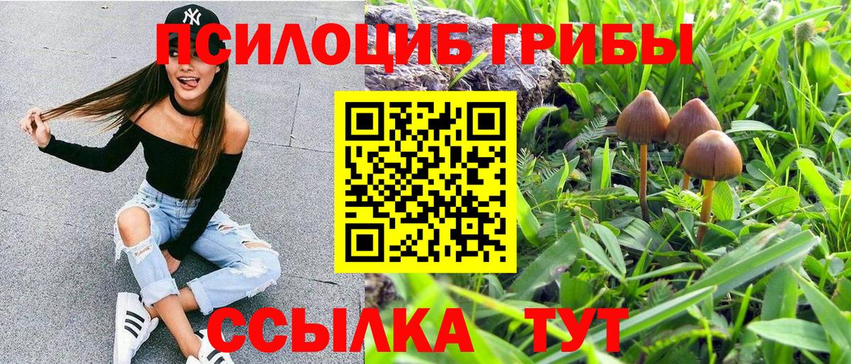 дарнет шоп  Ртищево  Псилоцибиновые грибы ЛСД 